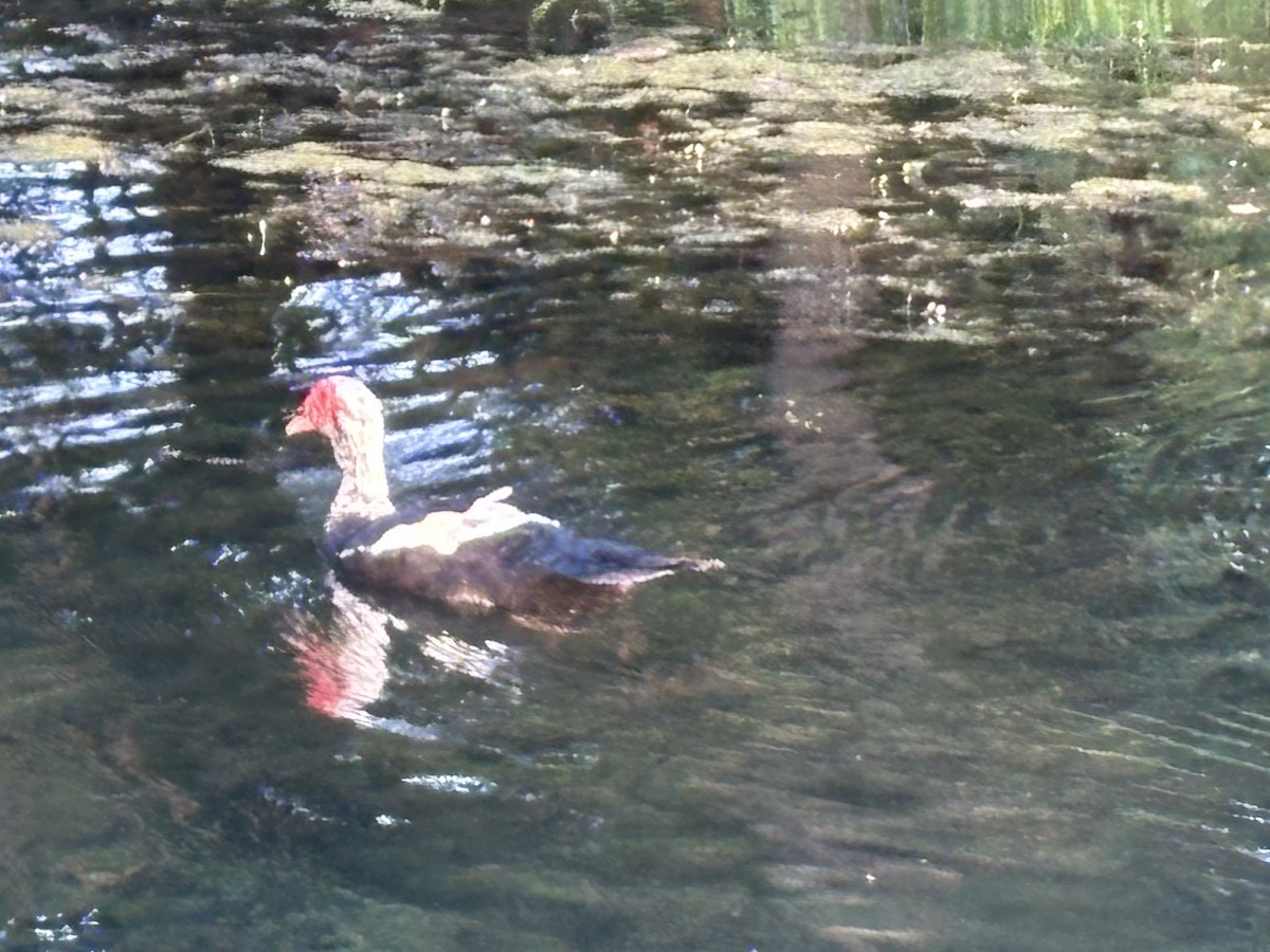 Muscovy Duck (Domestic type) - ML641393013