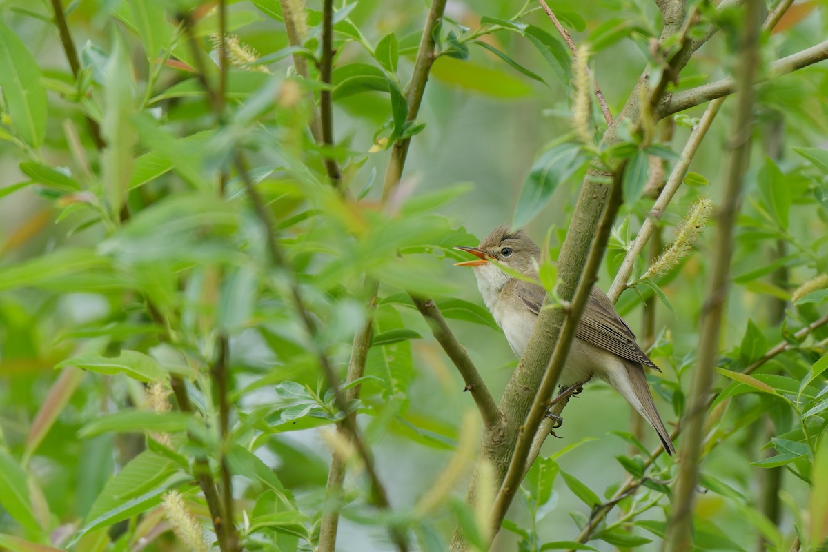 Marsh Warbler - ML641393027