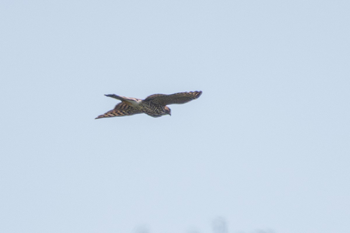 Aerospiza/Tachyspiza/Accipiter/Astur sp. - ML641393031