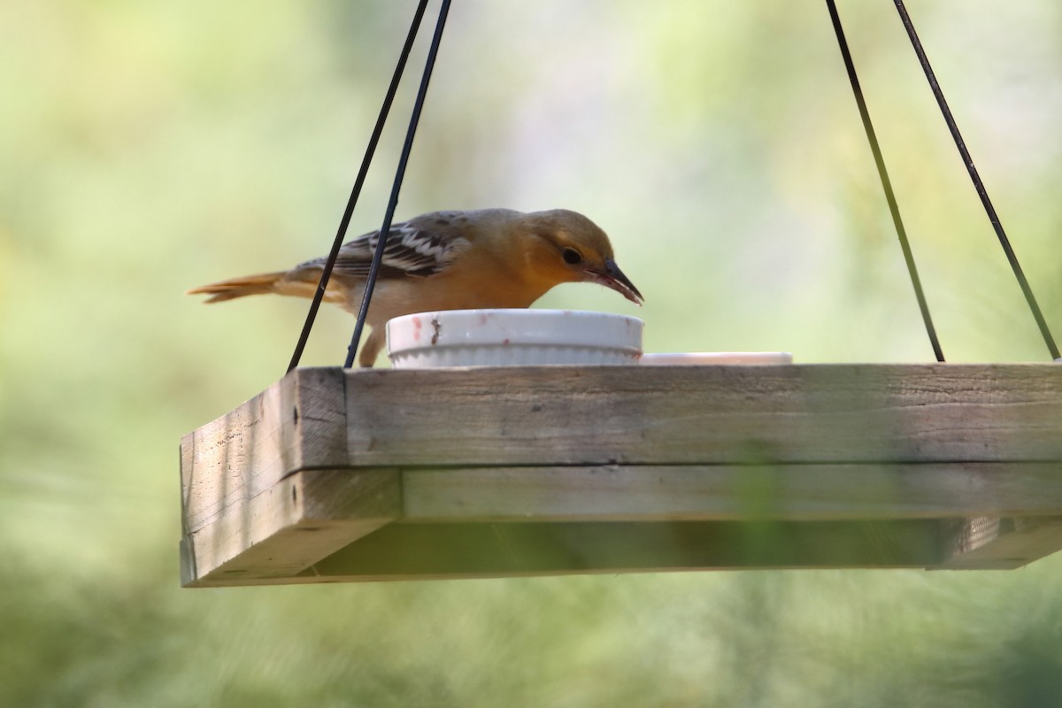 Bullock's Oriole - ML641393055