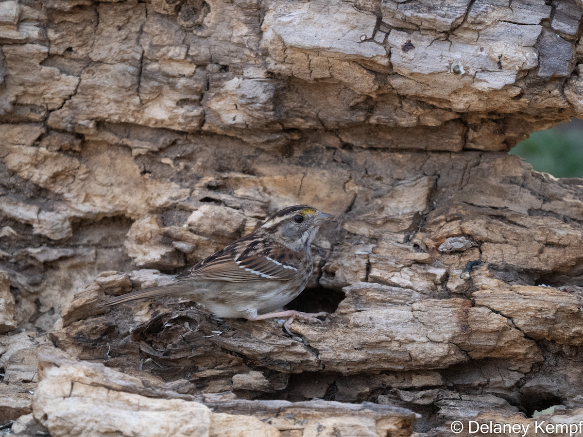 White-throated Sparrow - ML641393061