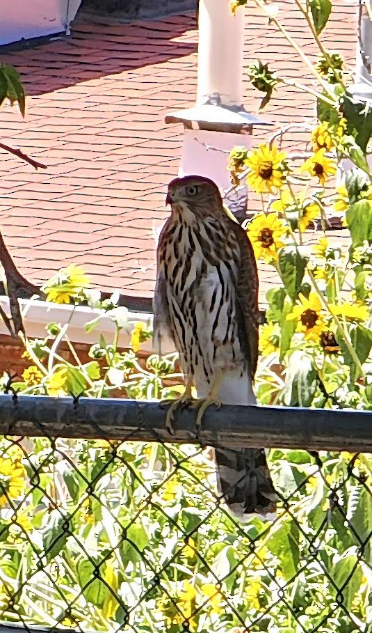 Cooper's Hawk - ML641393080