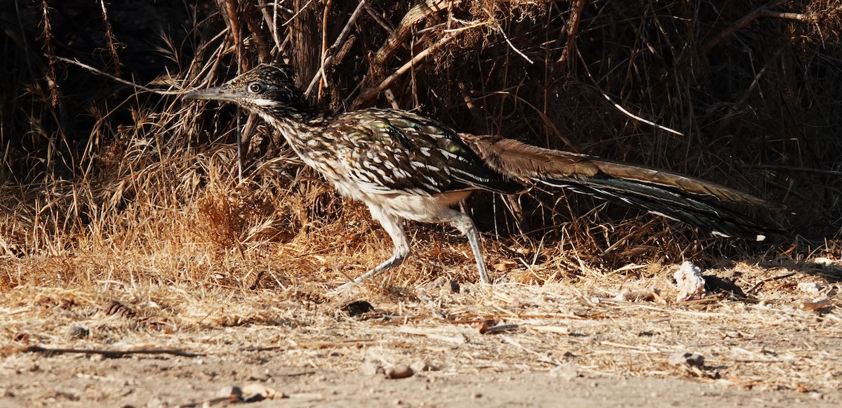Greater Roadrunner - ML641393118