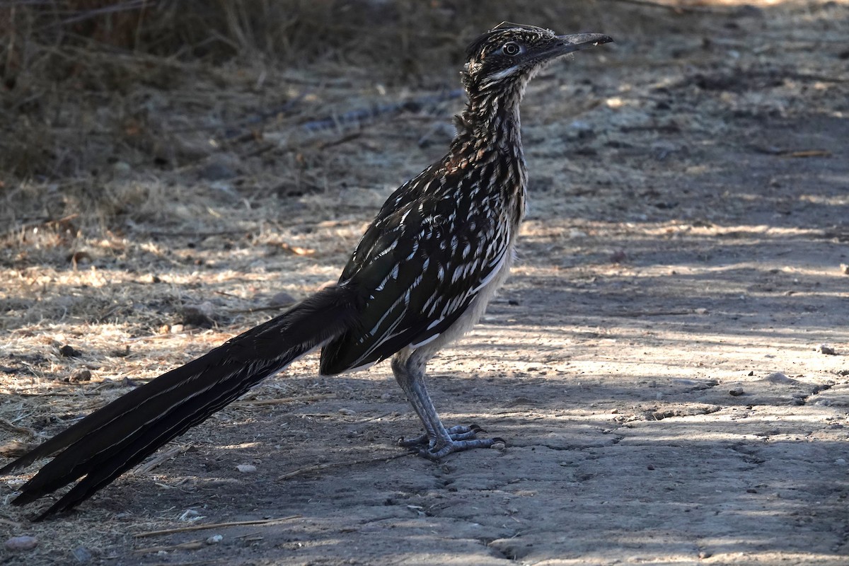 Greater Roadrunner - ML641393120