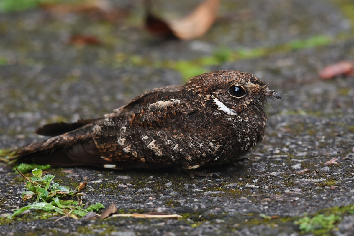 Band-winged Nightjar - ML641393121