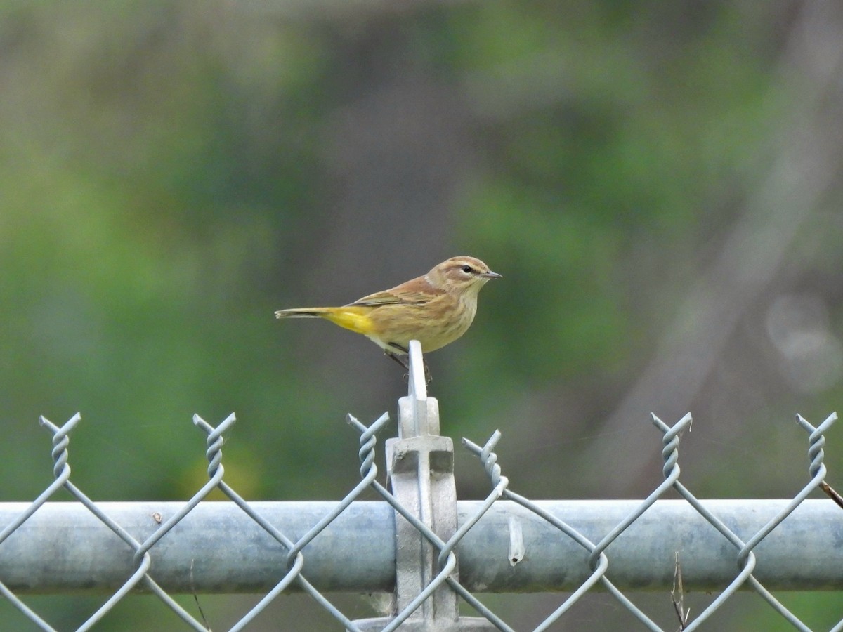 Palm Warbler - ML641393132