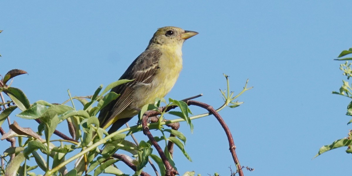 Western Tanager - ML641393133