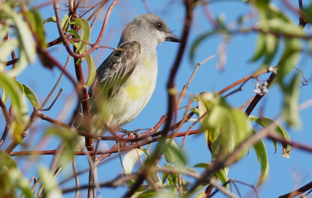 Cassin's Kingbird - ML641393134