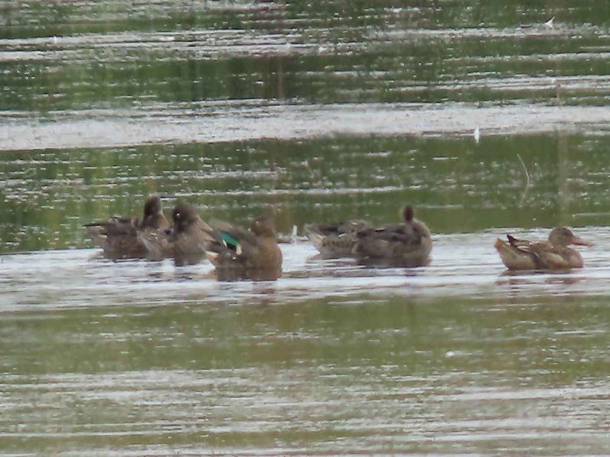 Green-winged Teal - ML641393136