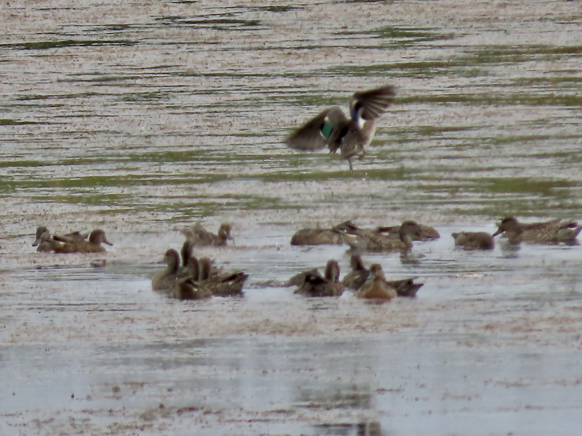 Green-winged Teal - ML641393137