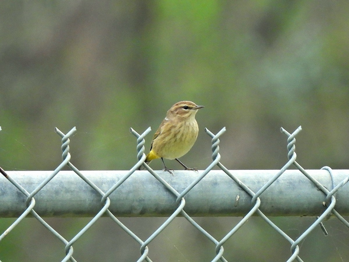 Palm Warbler - ML641393139