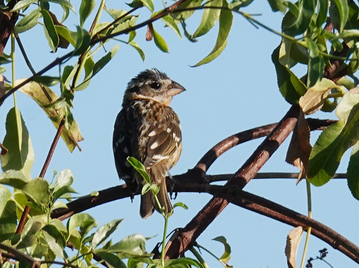 Black-headed Grosbeak - ML641393152