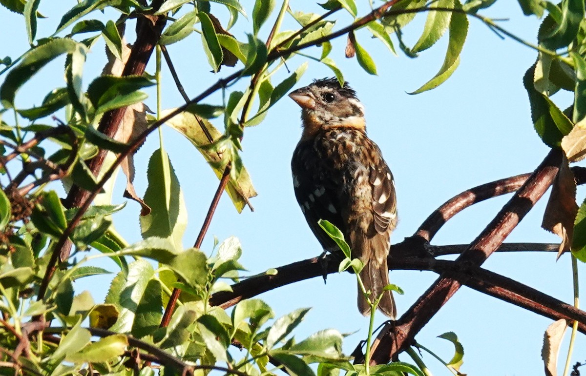 Black-headed Grosbeak - ML641393153