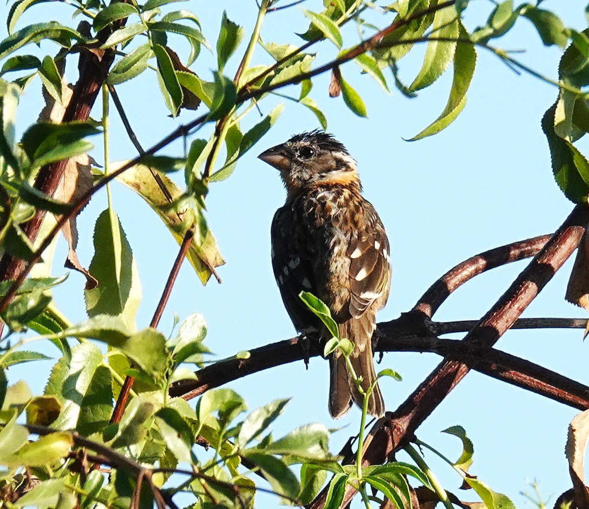 Black-headed Grosbeak - ML641393154