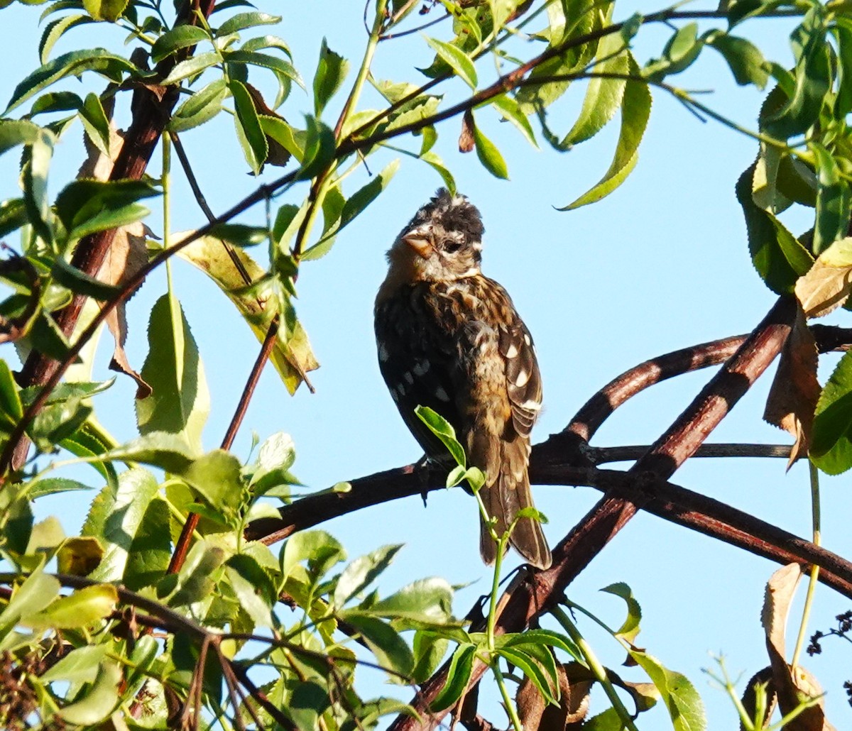 Black-headed Grosbeak - ML641393155