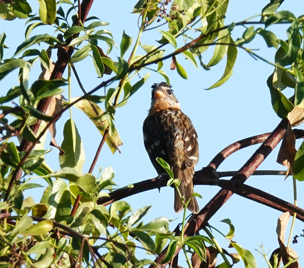 Black-headed Grosbeak - ML641393156