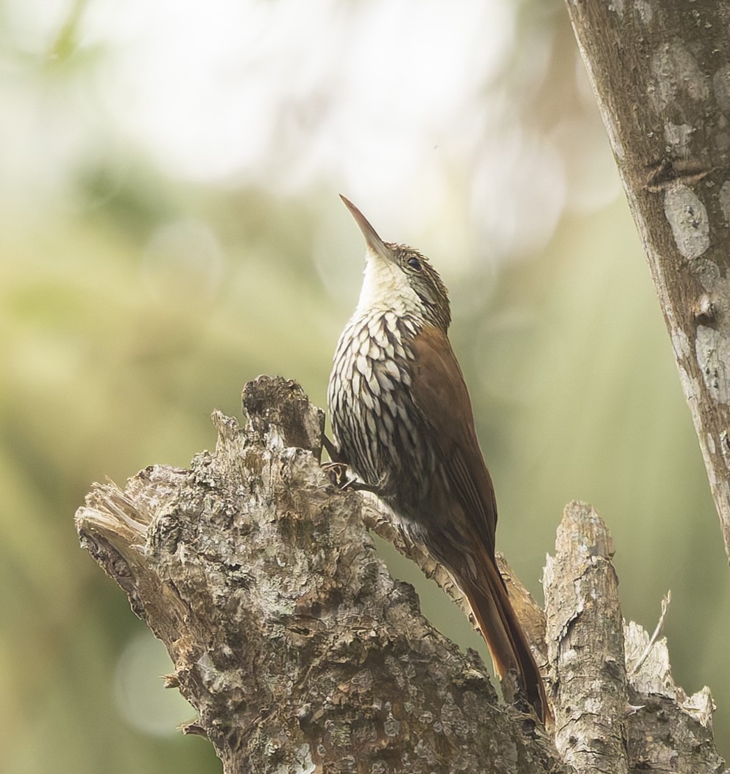 Grimpar écaillé (squamatus) - ML641393157