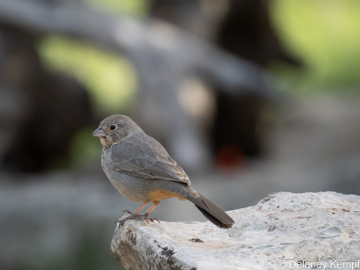Canyon Towhee - ML641393158