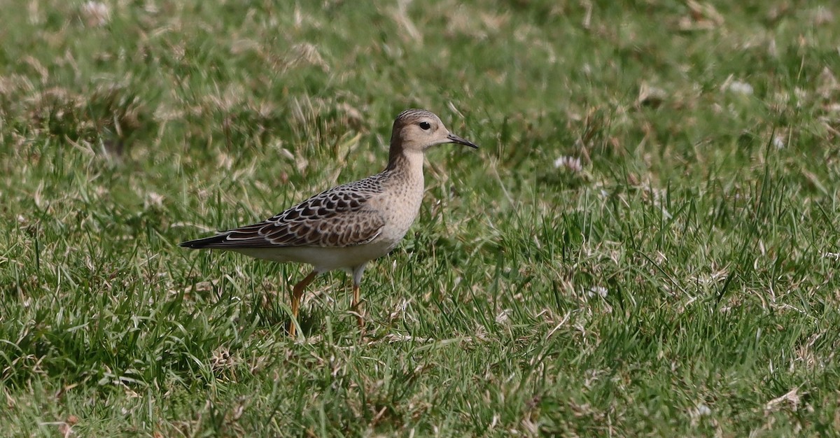 Buff-breasted Sandpiper - ML641393159