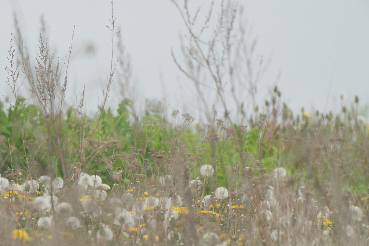 Booted Warbler - ML641393160