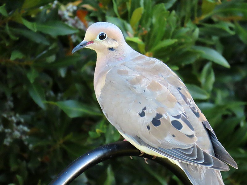 Mourning Dove - ML641393164