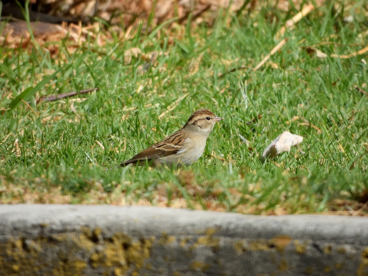 Chipping Sparrow - ML641393165