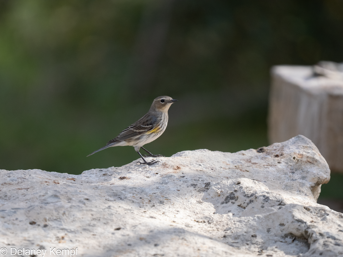 Yellow-rumped Warbler - ML641393172