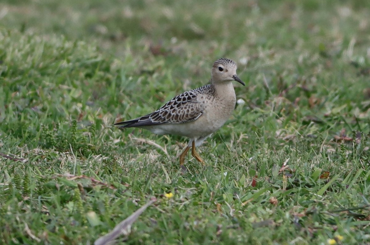 Buff-breasted Sandpiper - ML641393177