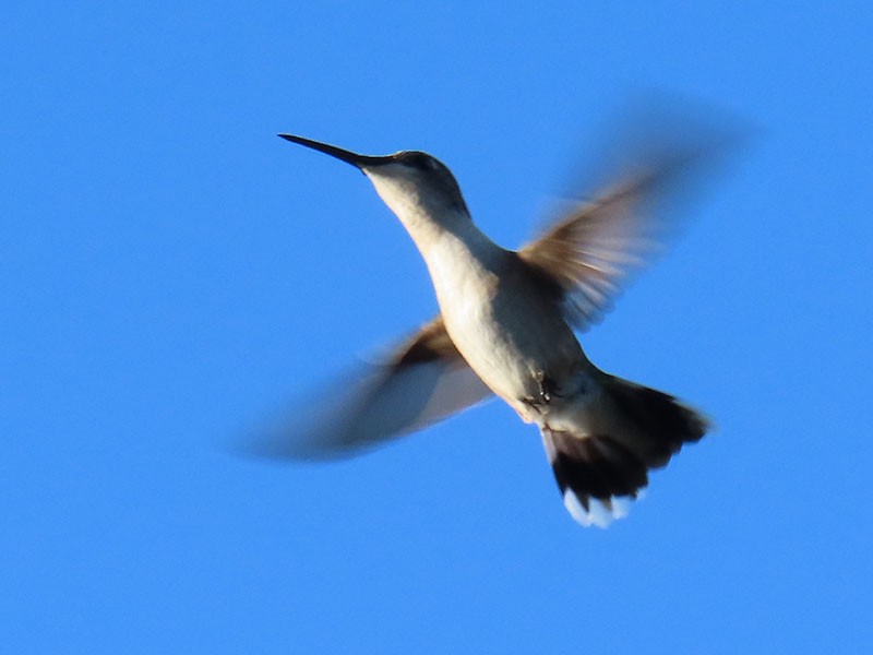 Ruby-throated Hummingbird - ML641393178