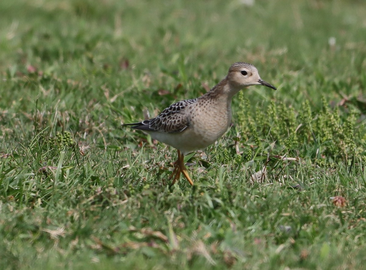 Buff-breasted Sandpiper - ML641393180