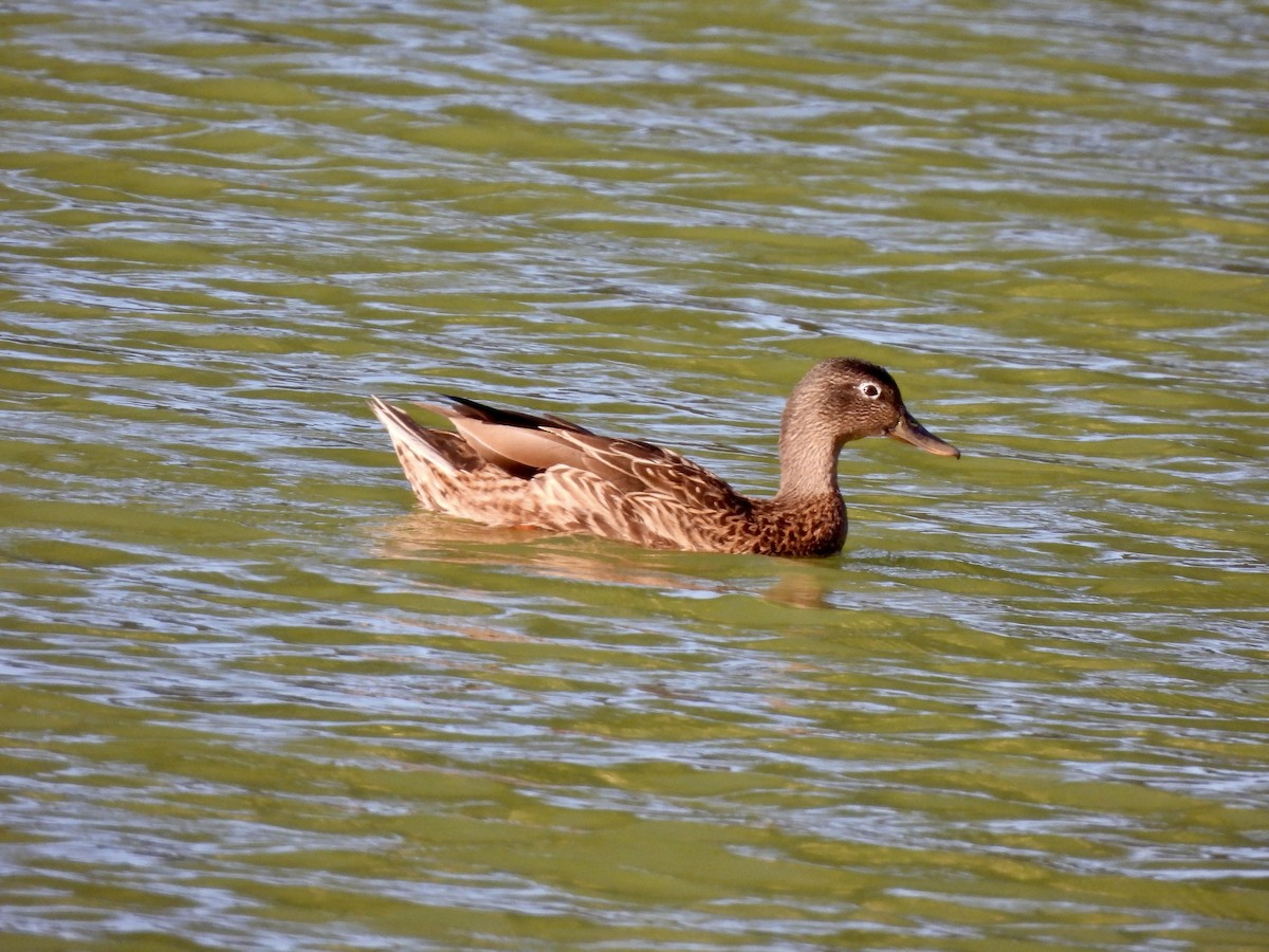 Hawaiian Duck - ML641393182