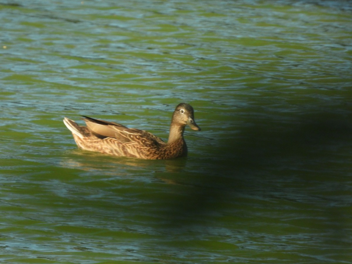 Hawaiian Duck - ML641393183