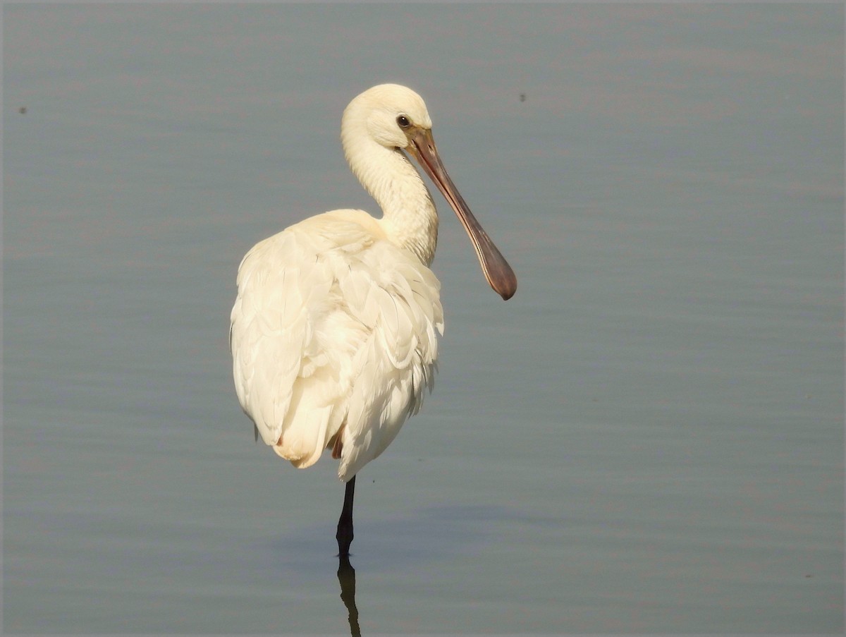 Eurasian Spoonbill - ML641393186