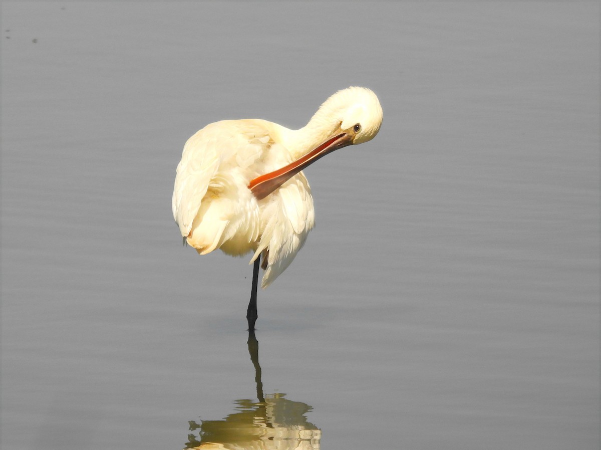 Eurasian Spoonbill - ML641393187