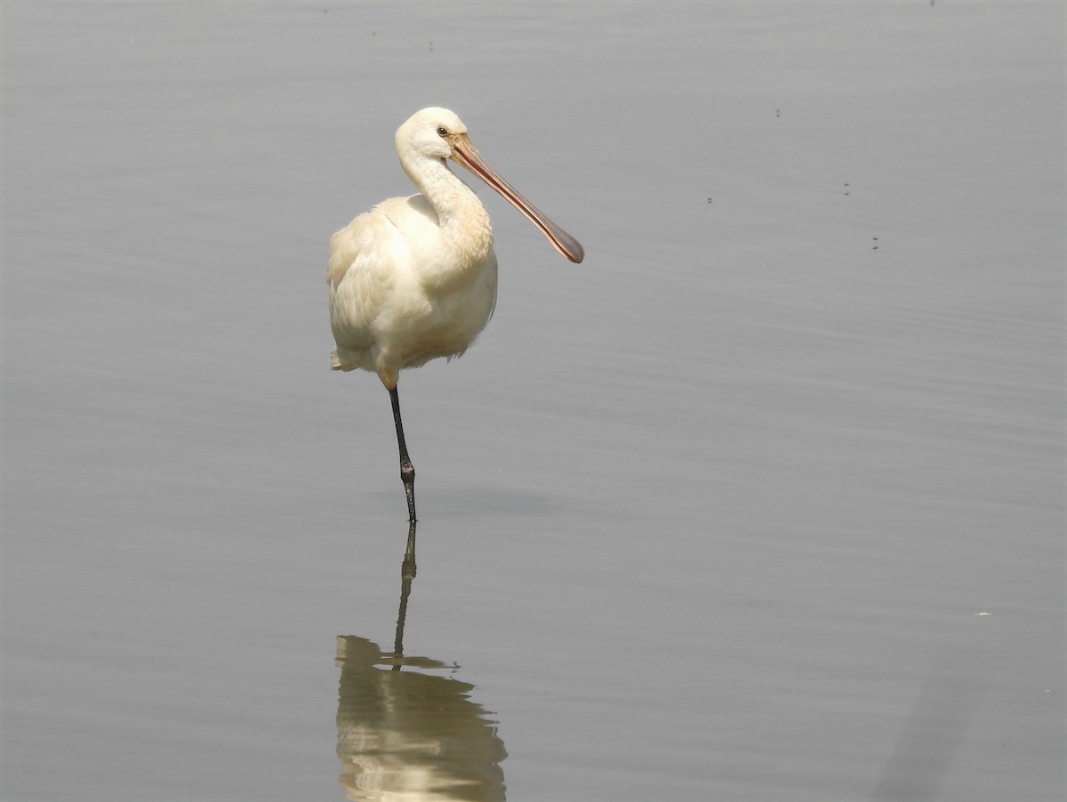 Eurasian Spoonbill - ML641393188