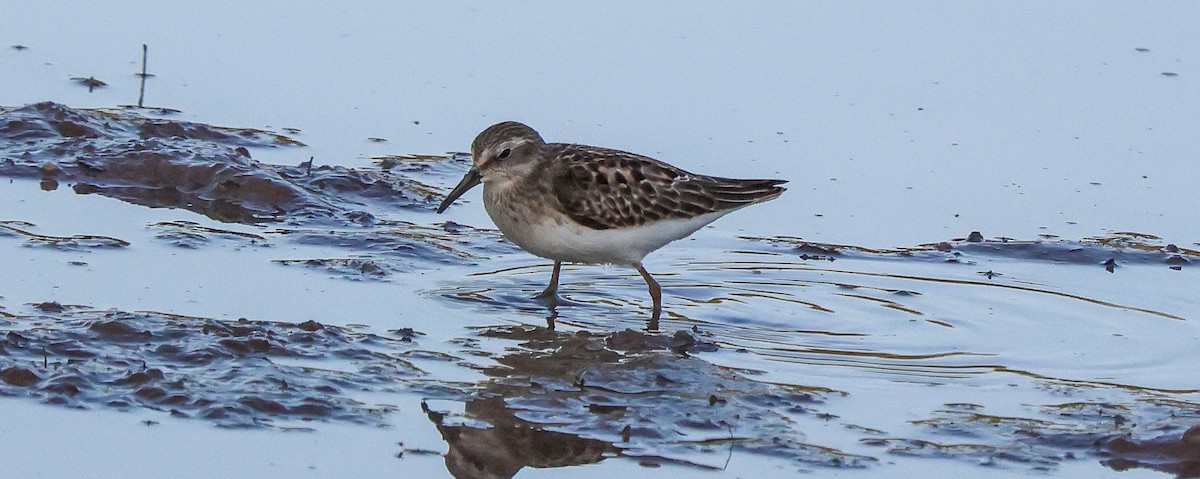 Least Sandpiper - ML641393189