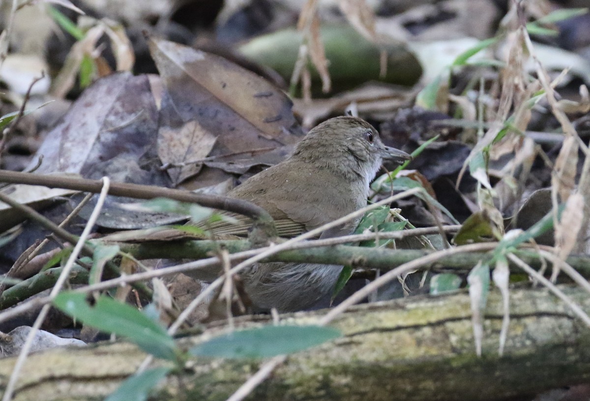 Terrestrial Brownbul - ML641393204