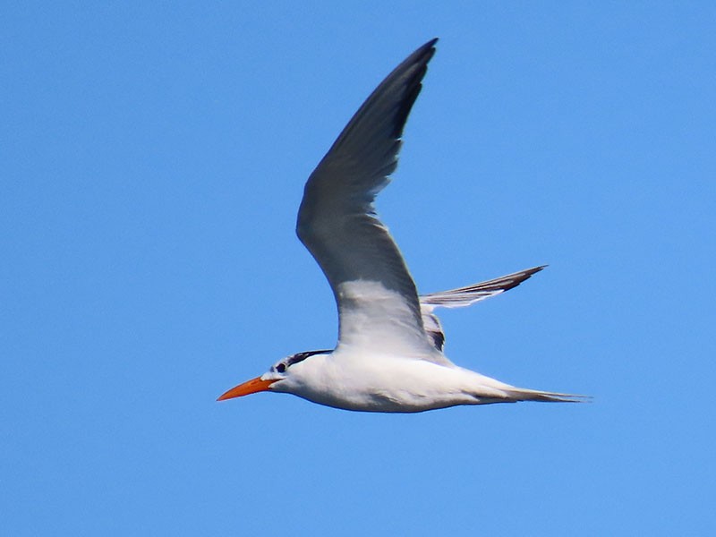 Royal Tern - ML641393216