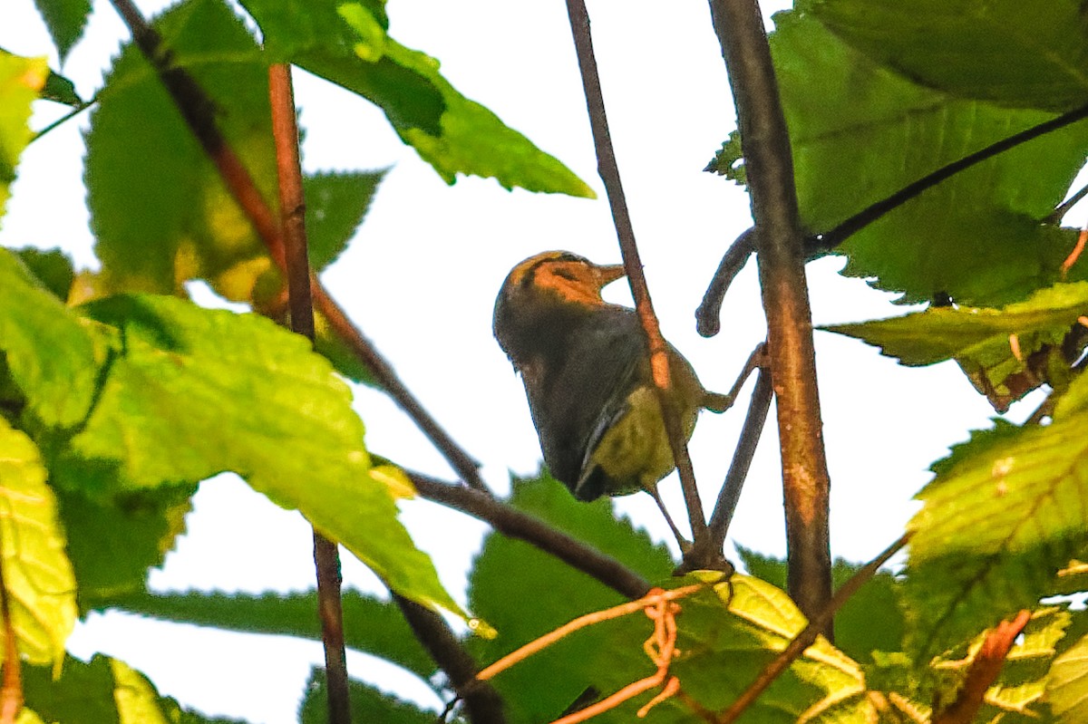 Worm-eating Warbler - ML641393221