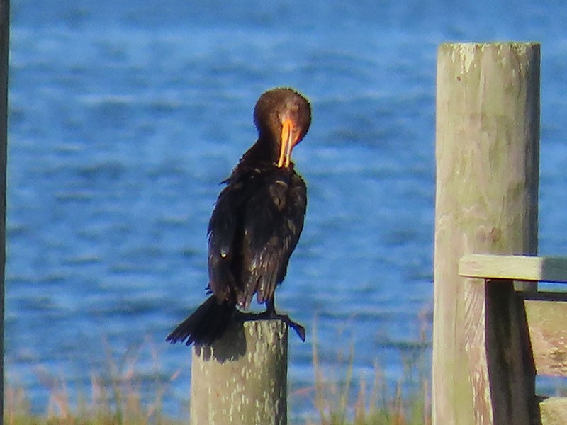 Double-crested Cormorant - ML641393222
