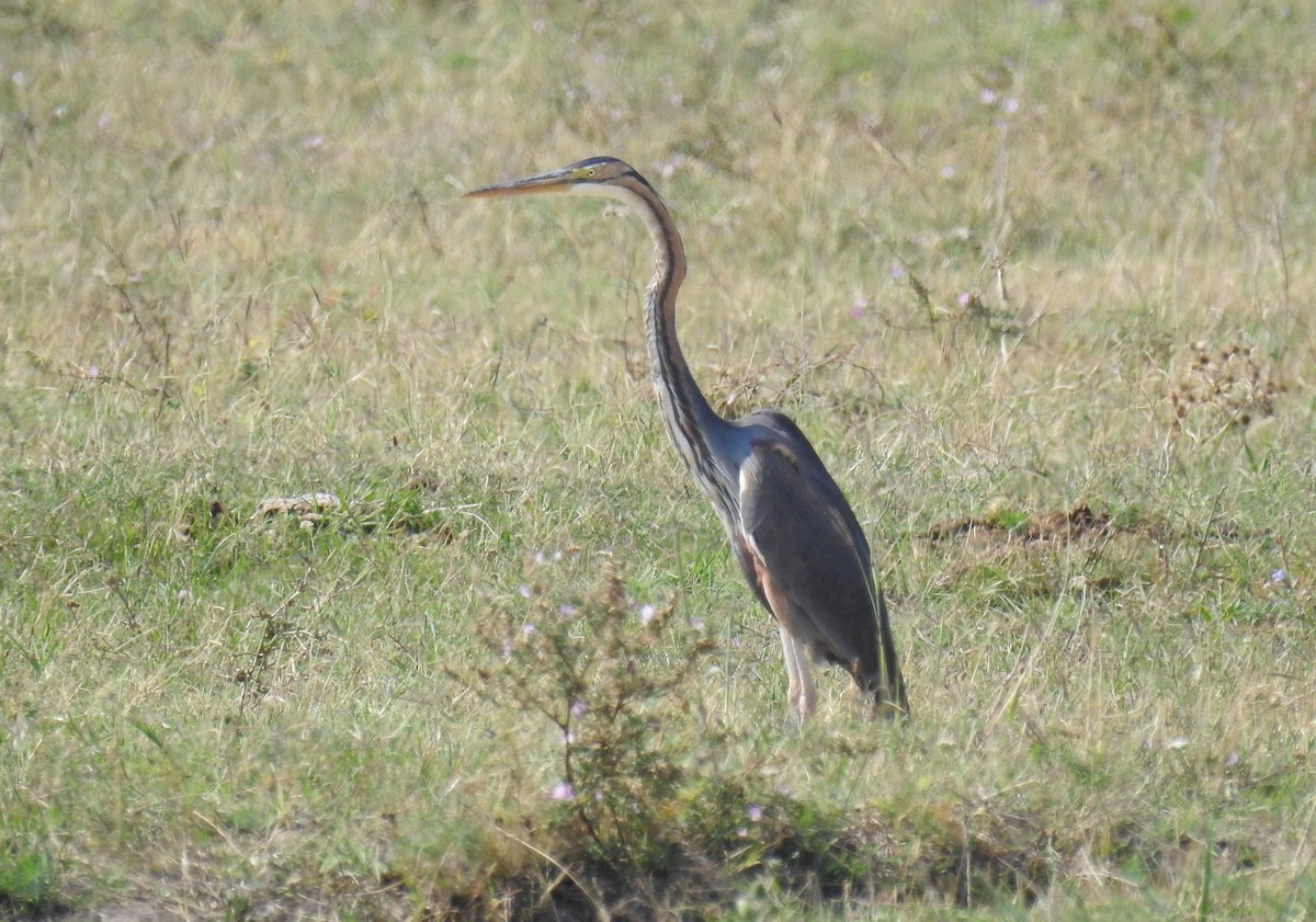 Purple Heron - ML641393223