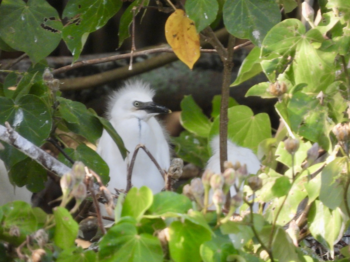 Western Cattle-Egret - ML641393224