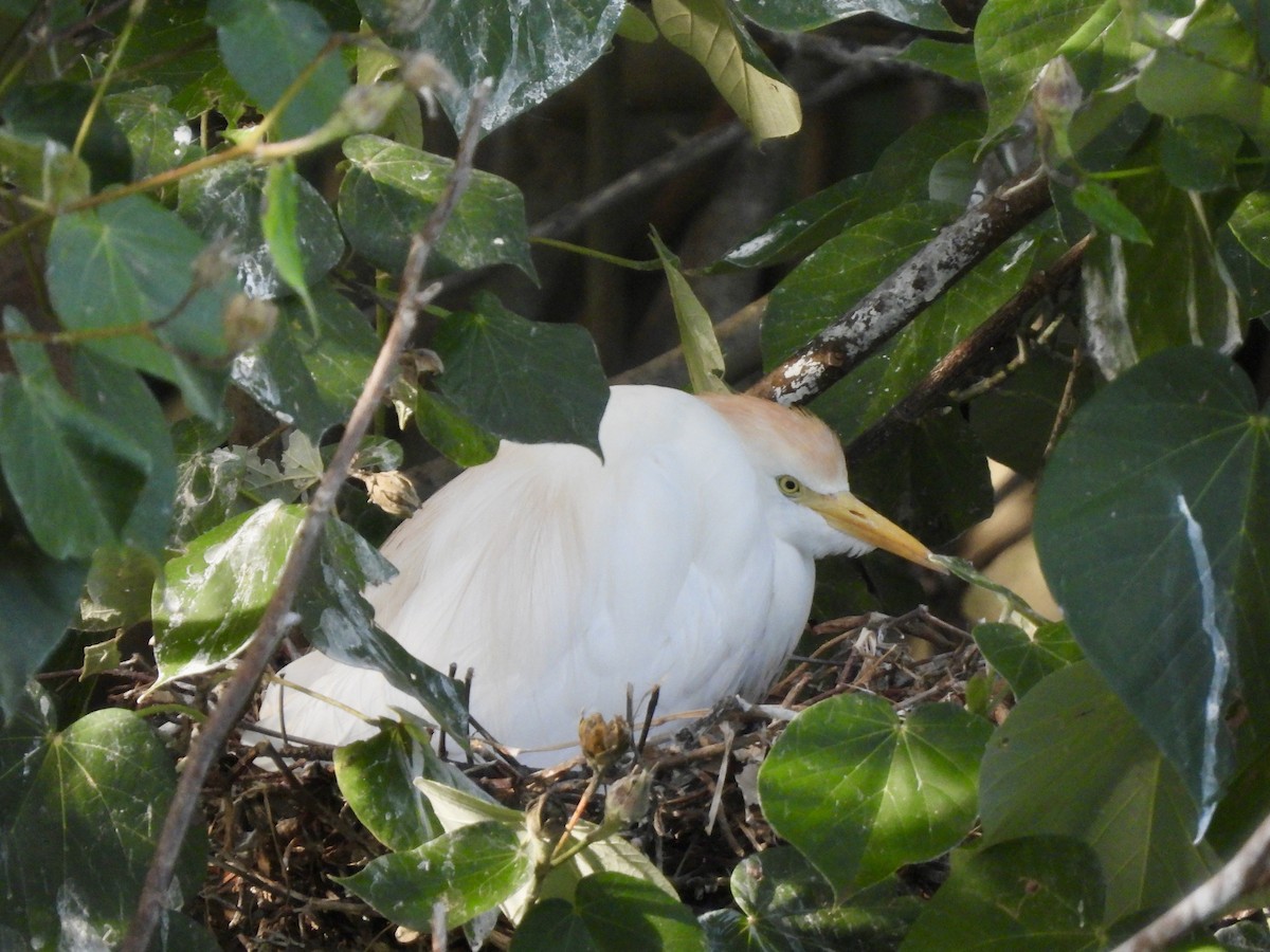 Western Cattle-Egret - ML641393226