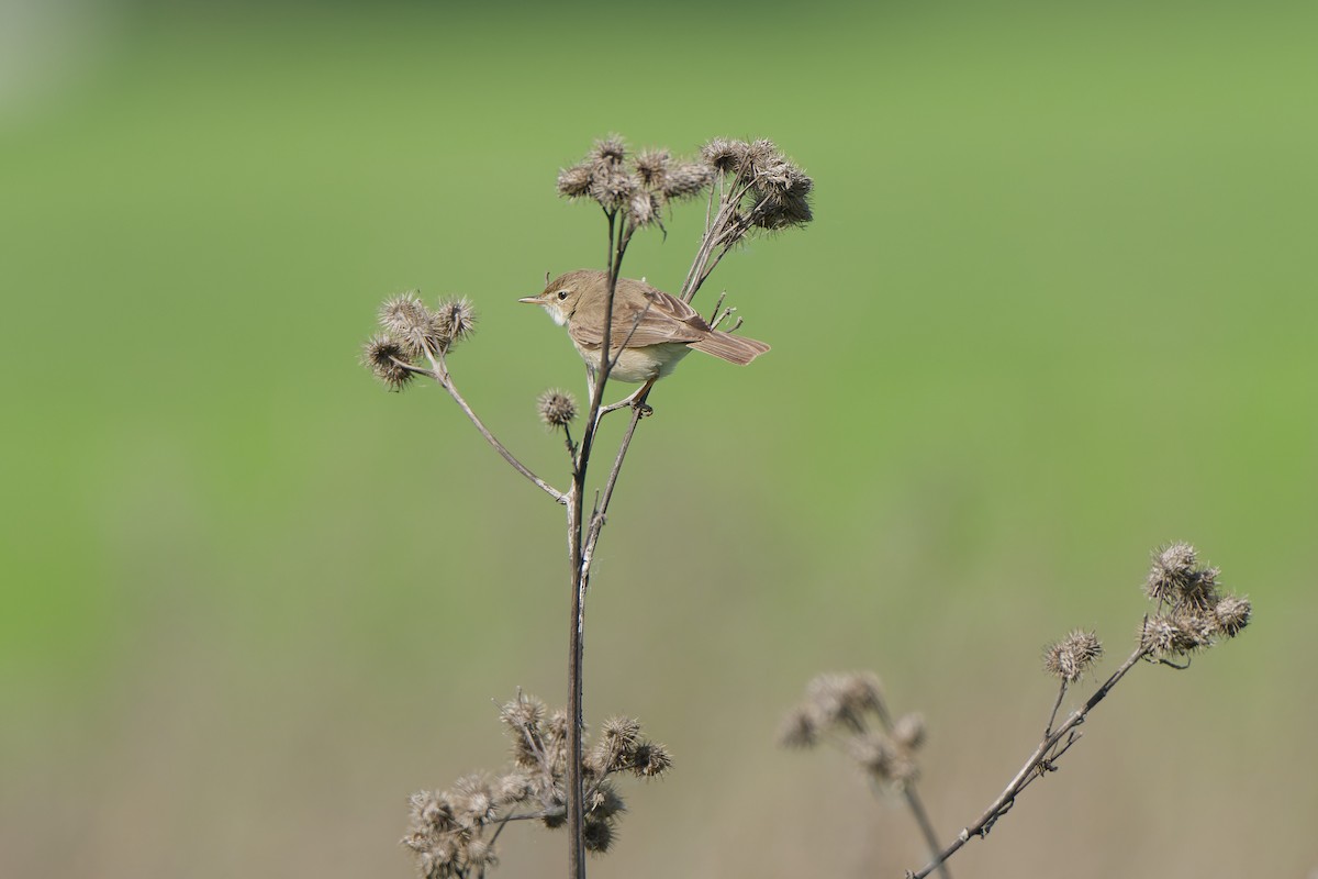 Booted Warbler - ML641393227
