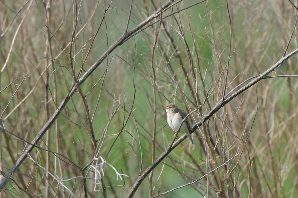 Booted Warbler - ML641393228