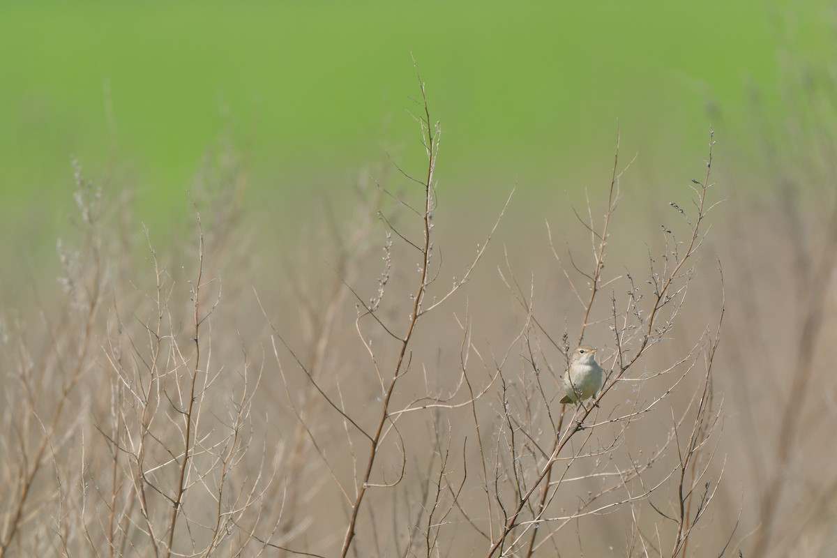 Booted Warbler - ML641393229