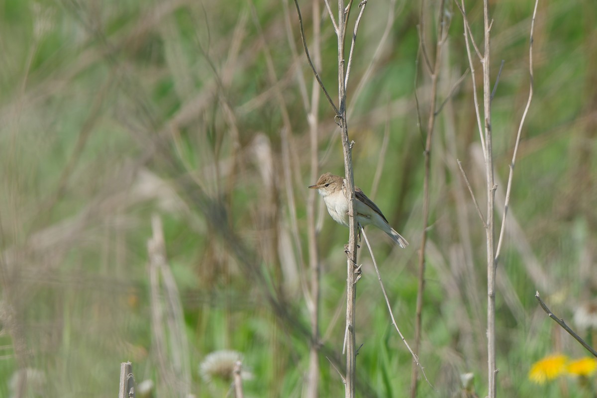 Booted Warbler - ML641393230
