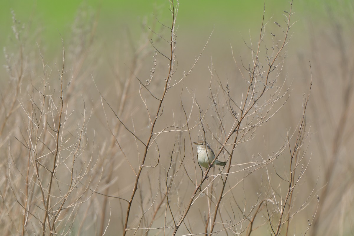 Booted Warbler - ML641393231