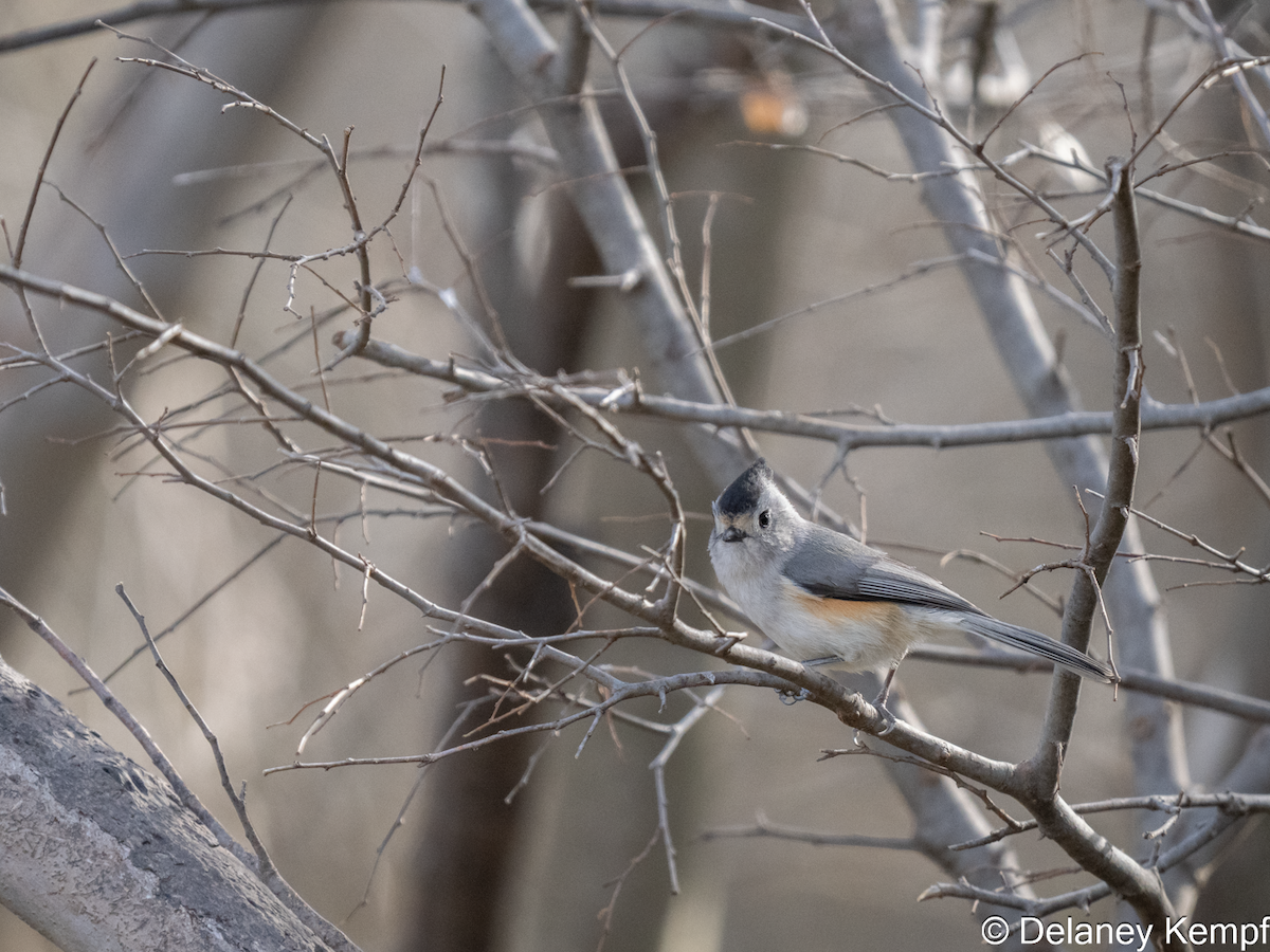 Black-crested Titmouse - ML641393232