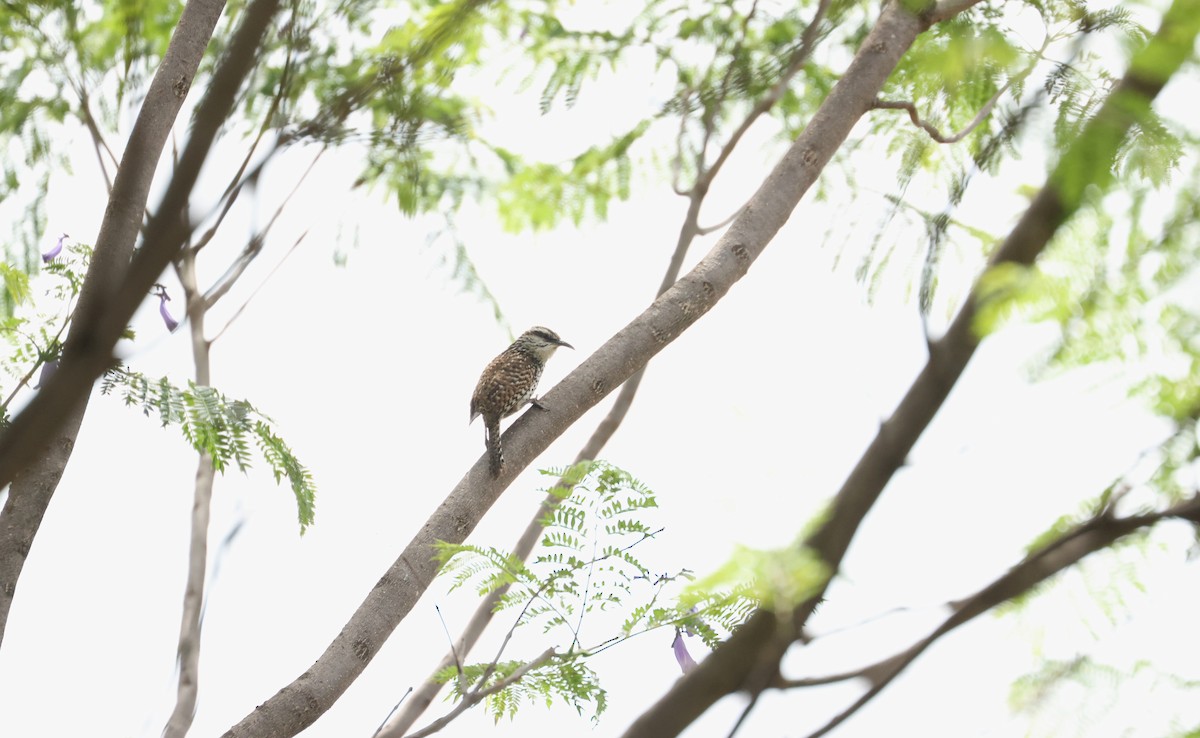Boucard's Wren - ML641393234